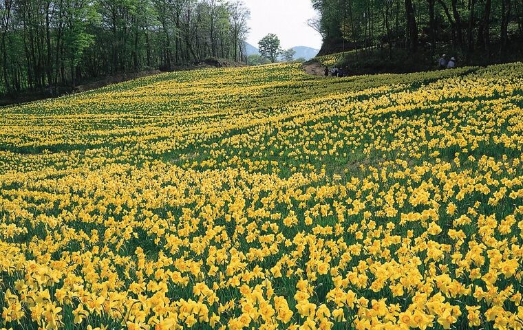 NERGİS FESTİVALİ KARABURUN MORDOĞAN TURU 