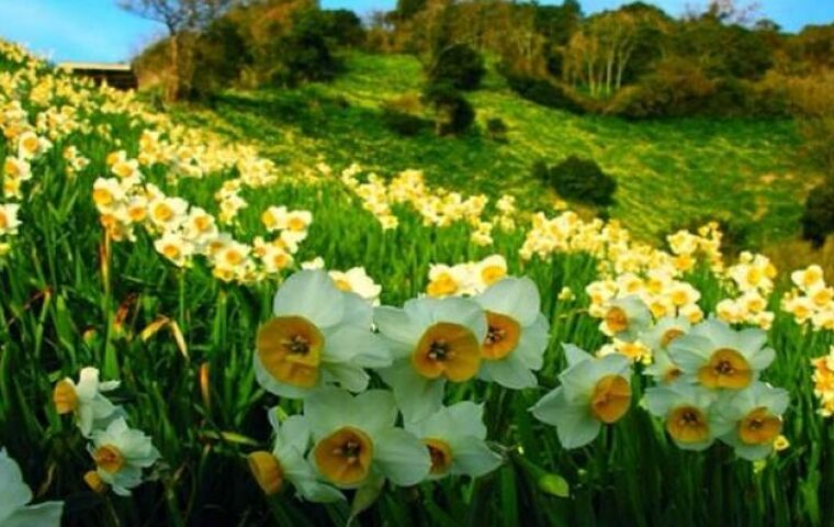 NERGİS FESTİVALİ KARABURUN MORDOĞAN TURU 