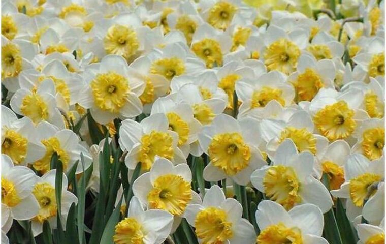 NERGİS FESTİVALİ KARABURUN MORDOĞAN TURU 