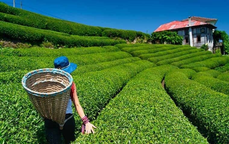 YAYLA YAYLA ÖZEL KARADENİZ TURU BCL